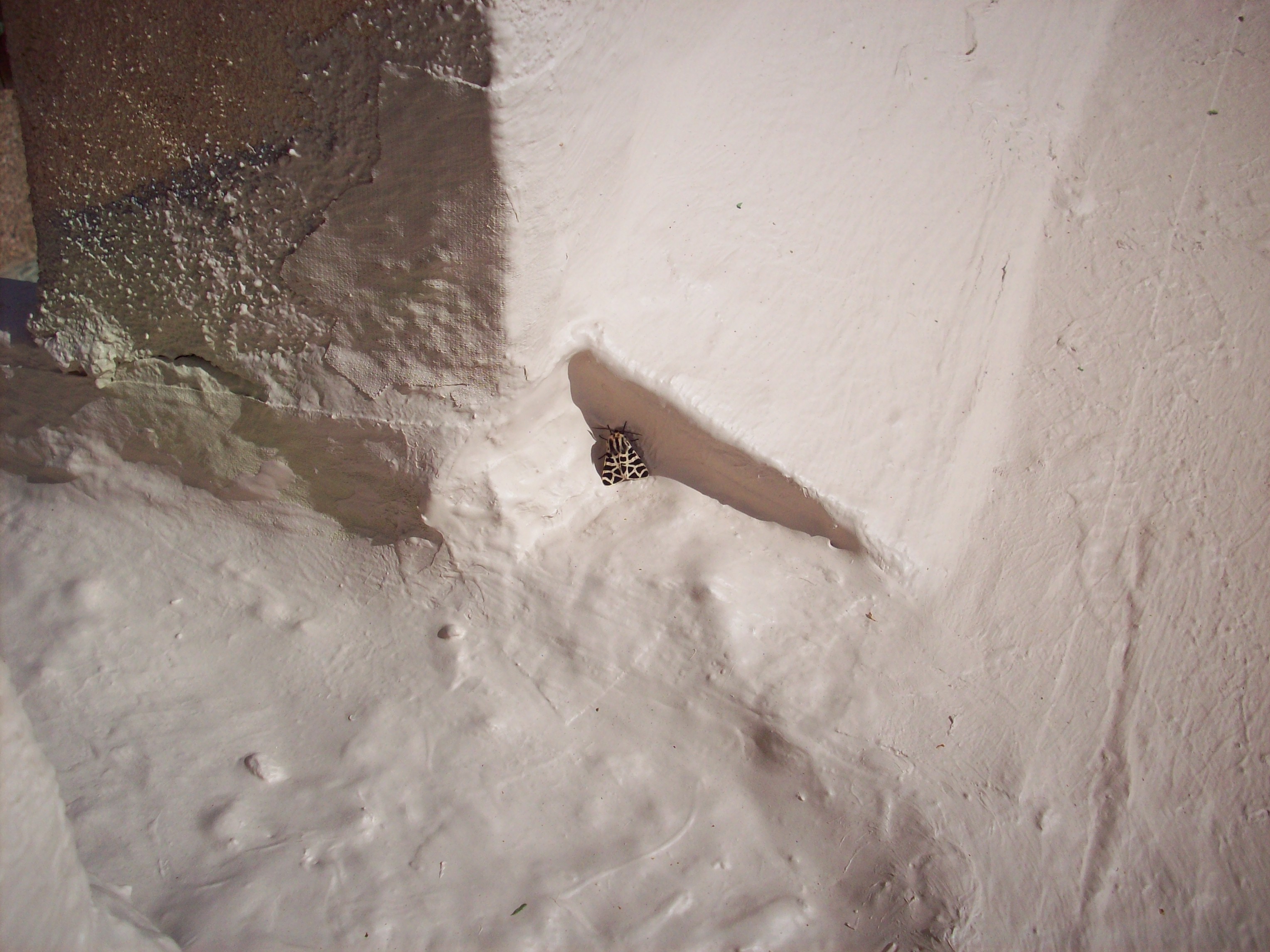 A Small Visitor